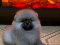 Teddy Bear Pomeranian Boo Üst Kalite Bebeğim