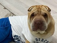 Erkek köpeğime eş arıyorum