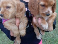 Amerikan Cocker Köpeklerimiz Gelip Görerek Alabilirsiniz