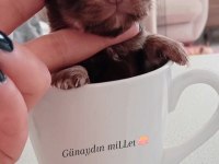 Safkan Bir Erkek Chihuahua