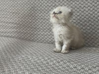 Scottish fold yavrularımız kendi kedilerimiz