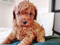 TOY POODLE MÜKEMMEL YAVRULAR