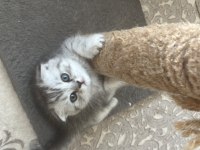 Ns 11 silver scottish fold bebeklerim