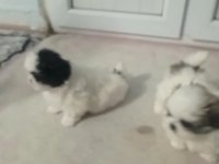Efsane yavru köpekler