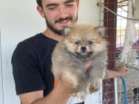 ÜST KALİTE POMERANİAN BOO YAVRULAR
