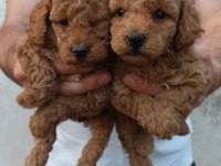 Toy poodle yavrular ırk sağlık garantili