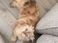 Kırık Kulak Blue Point Longhair Dişi Kedimiz