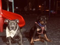 ROTTWEİLLER KORUMA KÖPEĞİ