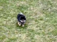 Pomeranian 8 aylık erkek