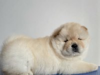 A kalite chow chow yavrular