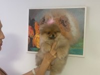 3 Aylık Yavru Pomeranian Boo