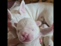 Maviş gözlü french bulldog bebekler