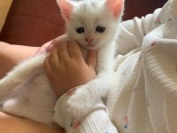 Uyguna verilecek british shorthair kediler