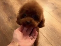 Kore Teacup 15 Aylık Dişi 1400 Gr 18 Cm Poodle