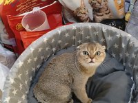 Scottish Fold Yavru
