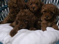 Kore babadan red toy poodle minnaklar