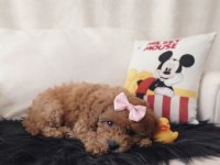 Toy Poodle Dişi
