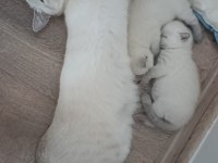 British Blue Point Dişi