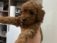 Toy poodle yavrularımız