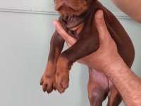 Üst düzeyde a şecere a kalite doberman