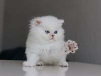 British longhair yavrularımız