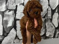 Red Brown poodle yavrularım ev üretimi
