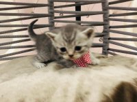 British Shorthair Yavru Kediler Yeni Evlerini Arıyorlar