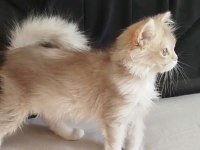 BRİTİSH LONGHAİR AY11 ERKEK PET YADA ŞECERELİ