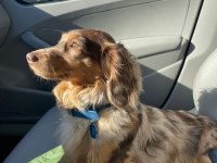 LONGHAİR DACHSHUND YAVRULAR