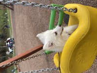 Pomeranian Uslu Spitz