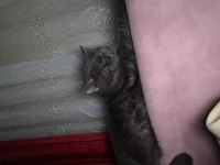 SAĞLIKLI VE ÇOK UYSAL KEDİMİZ KİKO! AÇIKLAMAYI OKUYUN