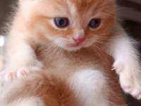 British shorthair ve longhair safkan yavrular