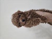 3 aylik toy poodle