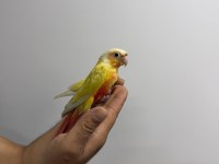SUNCHECK YAVRU KONUR PAPAĞANLARI