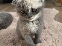 Scottish fold dişi ve erkek yavrular