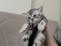 British Shorthair Yavrular