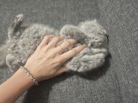 Safkan British Longhair Yavrumuza Sevgi Dolu Yeni Yuva