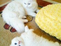 EN GÜZEL BRİTİSH LONGHAİR BENİM