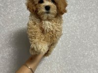 DÜNYA TATLISI MALTİPOO YAVRULARI