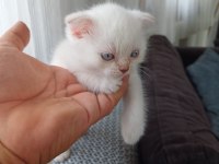 Blue point scottish fold bebişler