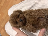 Orijinal toy poodle bebekler