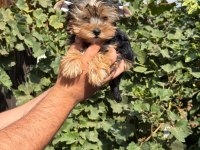 morkie yorkshire