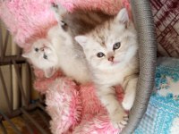British shorthair oğlumuza ve kızımıza yuva arıyoruz