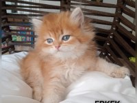 British Golden Longhair Zarafeti