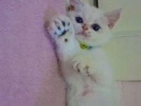 British longhair ACİL ilan