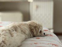 3 aylık aşıları yapılmış terrier