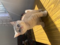 5 tane Kendi kedilerimizin bebekleri sahiplendirilecektir