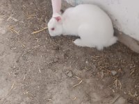 7-8 aylık bembeyaz sağlıklı tertemiz albino tavşan