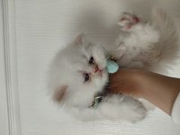 Sıfır burun exotic shorthair beyaz meleklerim