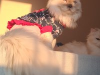 Yetişkin Şecereli British Longhair As1133 Erkek